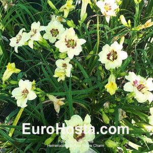 Hemerocallis Buffalo Yellow Charm 