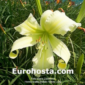 Hemerocallis Buffalo Yellow Lady