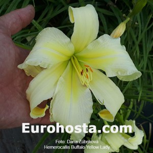 Hemerocallis Buffalo Yellow Lady