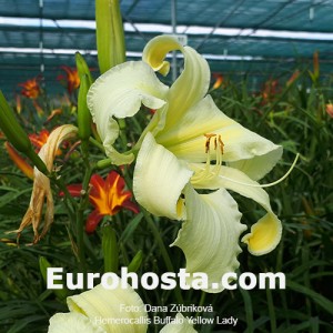 Hemerocallis Buffalo Yellow Lady