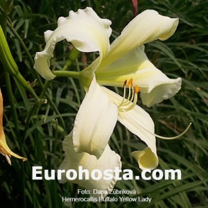 Hemerocallis Buffalo Yellow Lady