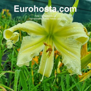 Hemerocallis Buffalo Yellow Lady