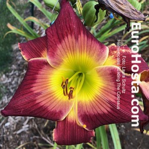 Hemerocallis Building The Colossus