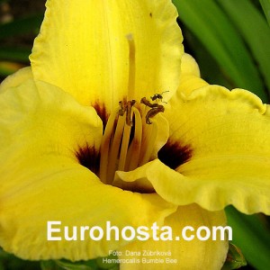 Hemerocallis Bumble Bee - Eurohosta