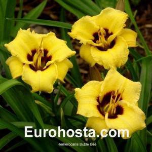 Hemerocallis Bumble Bee - Eurohosta