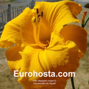 Hemerocallis By Myself - Eurohosta