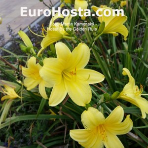 Hemerocallis By the Golden Rule