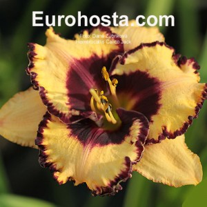 Hemerocallis Calico Jack - Eurohosta