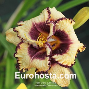 Hemerocallis Calico Jack - Eurohosta
