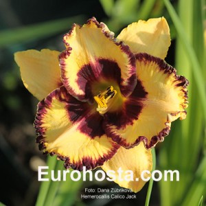 Hemerocallis Calico Jack - Eurohosta