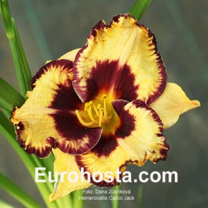 Hemerocallis Calico Jack - Eurohosta