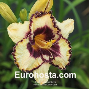 Hemerocallis Calico Jack - Eurohosta