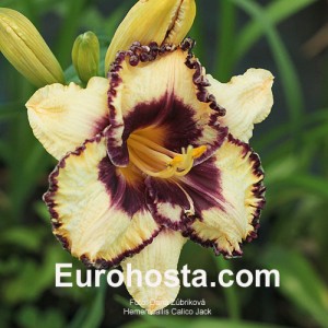 Hemerocallis Calico Jack - Eurohosta