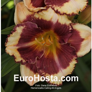 Hemerocallis Calling All Angels