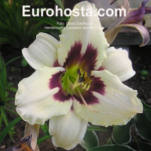 Hemerocallis Canadian Border Patrol - Eurohosta