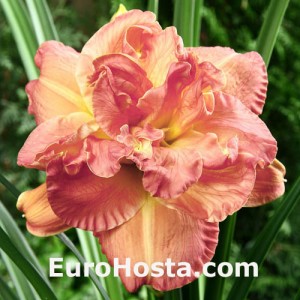 Hemerocallis Candlelight  Dinner