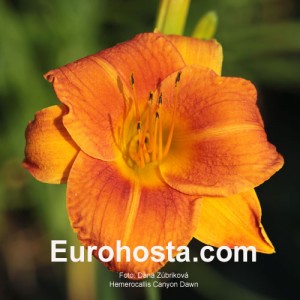 Hemerocallis Canyon Dawn - Eurohosta