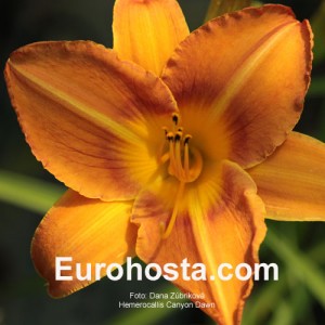 Hemerocallis Canyon Dawn - Eurohosta