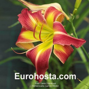 Hemerocallis Carrick Wildon - Eurohosta