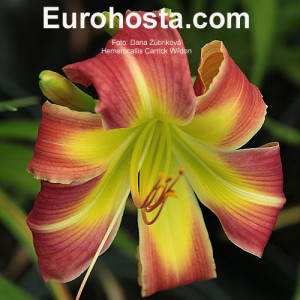 Hemerocallis Carrick Wildon - Eurohosta