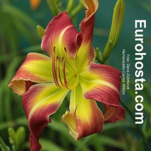 Hemerocallis Carrick Wildon - Eurohosta