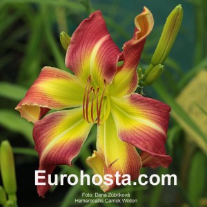 Hemerocallis Carrick Wildon - Eurohosta