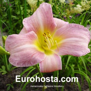 Hemerocallis Catherine Woodbery - Eurohosta