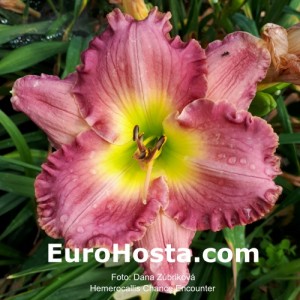 Hemerocallis Chance Encounter