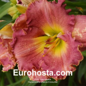 Hemerocallis Chance Encounter