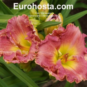 Hemerocallis Chance Encounter