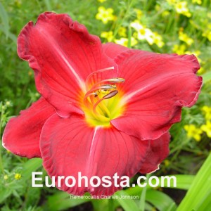 Hemerocallis Charles Johnson - Eurohosta