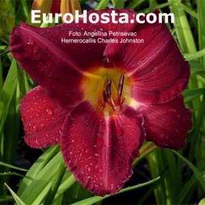 Hemerocallis Charles Johnston 