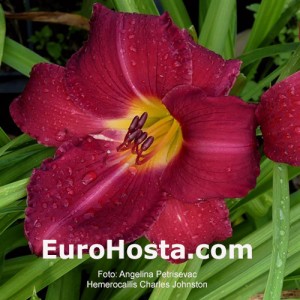 Hemerocallis Charles Johnston 