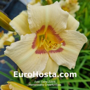 Hemerocallis Cherful Eyes