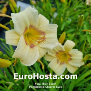 Hemerocallis Cherful Eyes