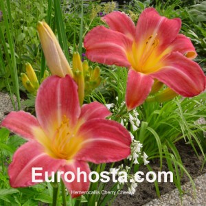 Hemerocallis Cherry Cheeks