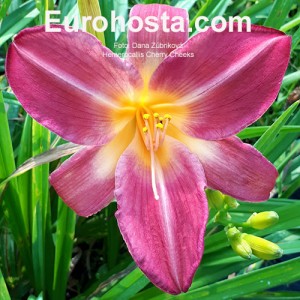 Hemerocallis Cherry Cheeks