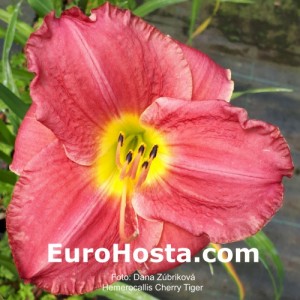 Hemerocallis Cherry Tiger