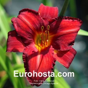 Hemerocallis Chicago Apache - Eurohosta