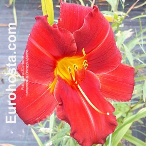 Hemerocallis Chicago Apache - Eurohosta