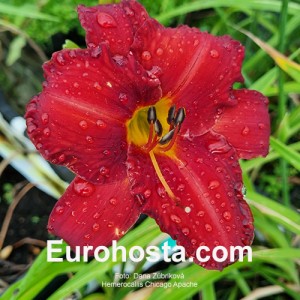 Hemerocallis Chicago Apache - Eurohosta