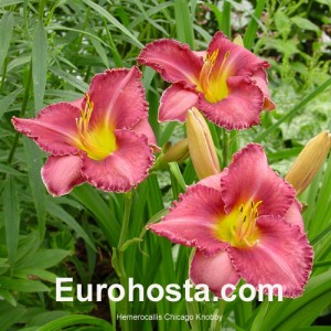 Hemerocallis Chicago Knobby - Eurohosta