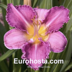 Hemerocallis Chicago Knobby - Eurohosta