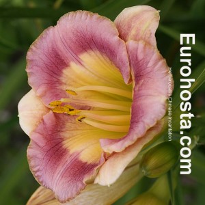 Hemerocallis Chinese Incantation