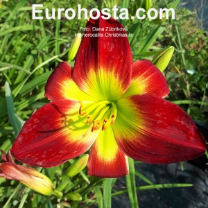 Hemerocallis Christmas Is - Eurohosta