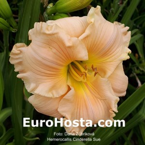 Hemerocallis Cinderella Sue - Eurohosta