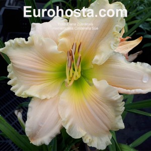 Hemerocallis Cinderella Sue