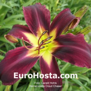 hemerocallis Cloud Chaser