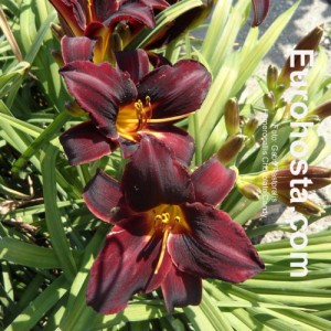 Hemerocallis Chocolate Candy - Eurohosta