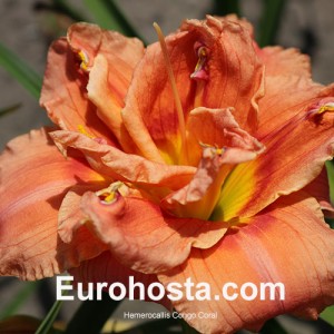 Hemerocallis Congo Coral